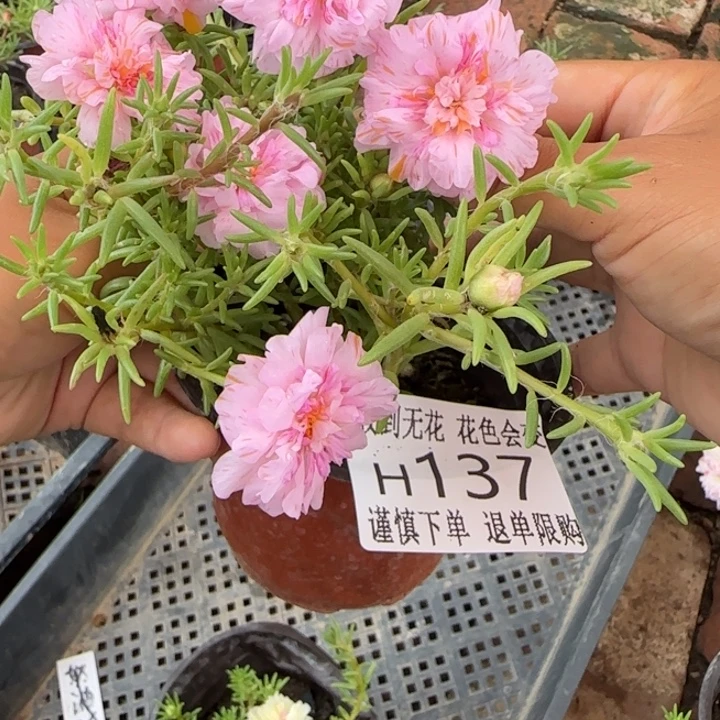 无花朵H137超小苗盆口10cm可能有菜虫