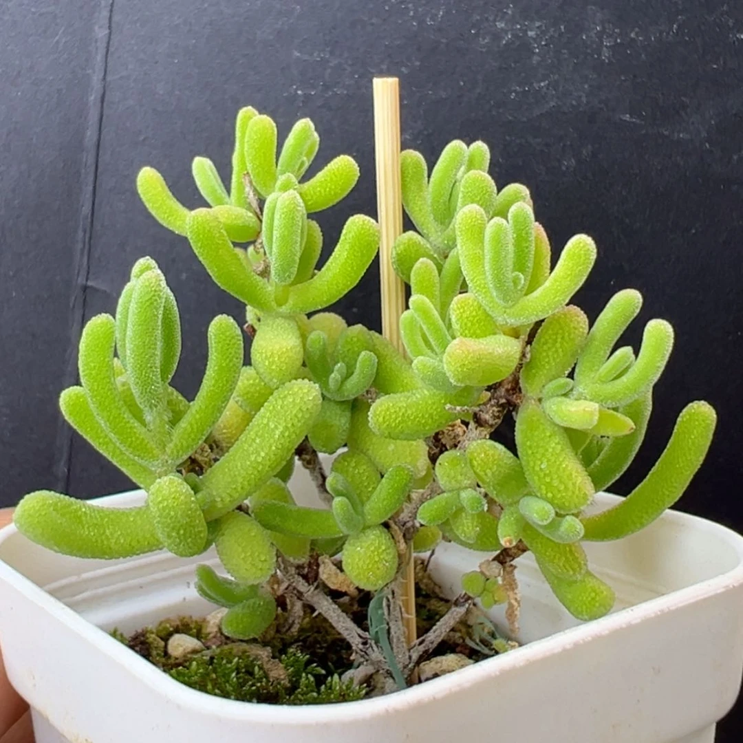 【闪购商品】dy2378不知名盆口5cm