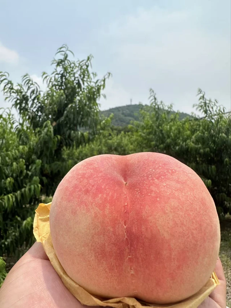 【7-8两】正宗阳山水蜜桃白凤软桃子超甜自种现摘甄选礼盒坏果包赔
