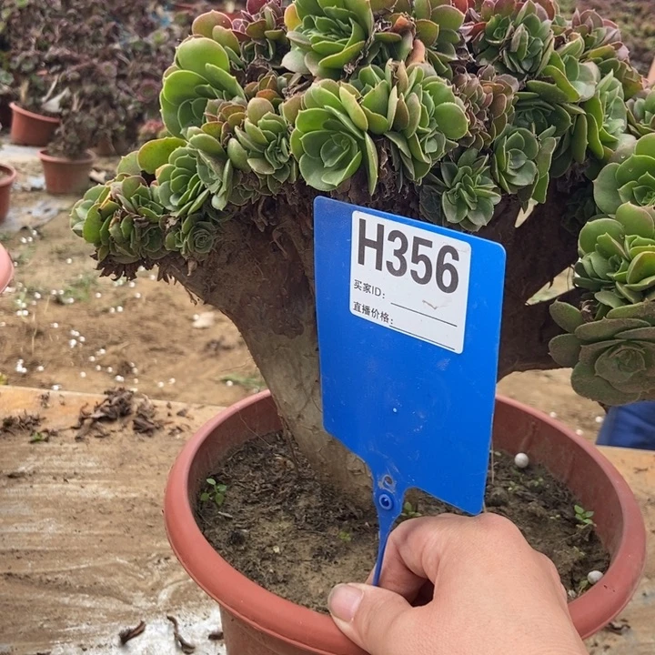 你***。356玫瑰缀化缀化老桩老桩