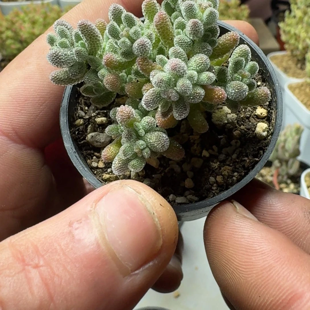 冰晶 多肉植物枝干