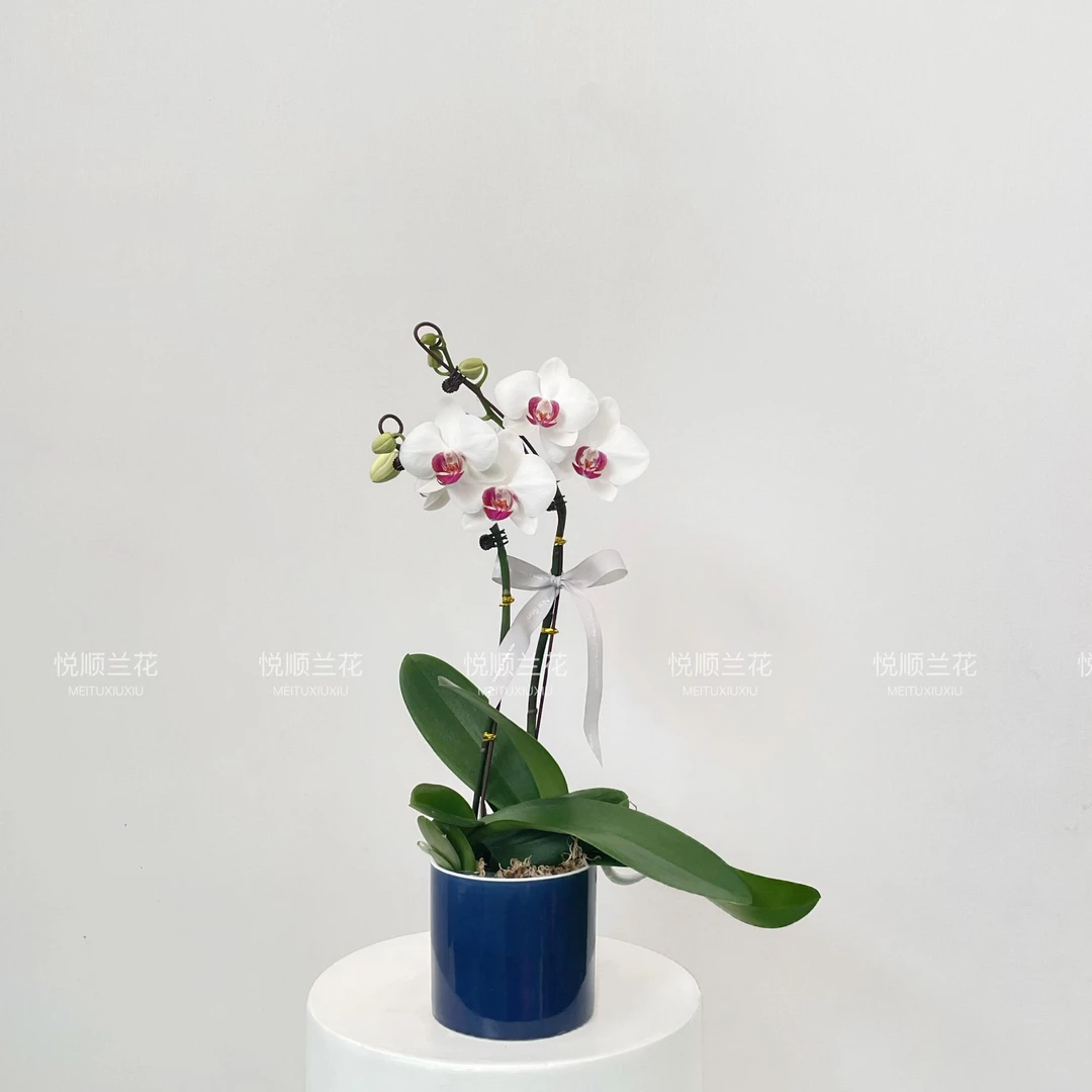 75040蝴蝶兰 一见钟情 花期长 盆栽