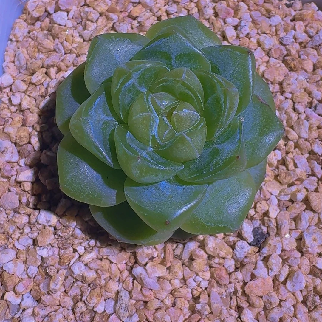 绿透 珍妮 一物一拍