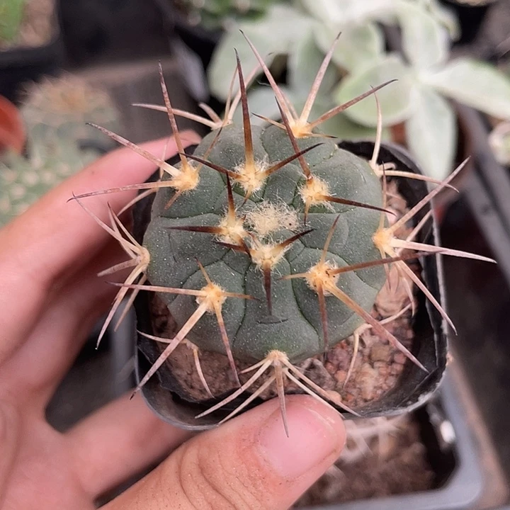 870仙人球植物开花