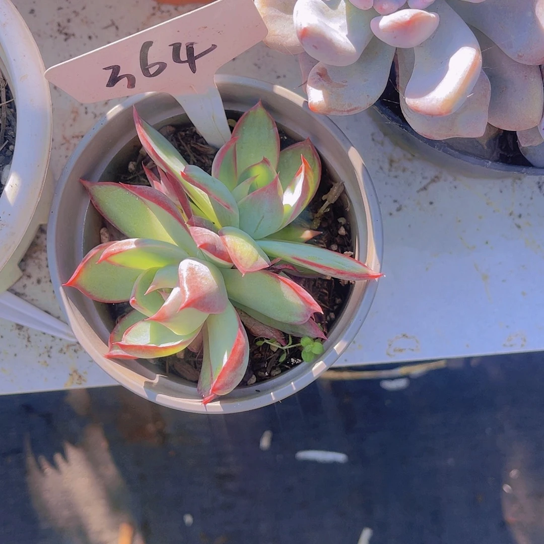 榴***花0000000000000000364