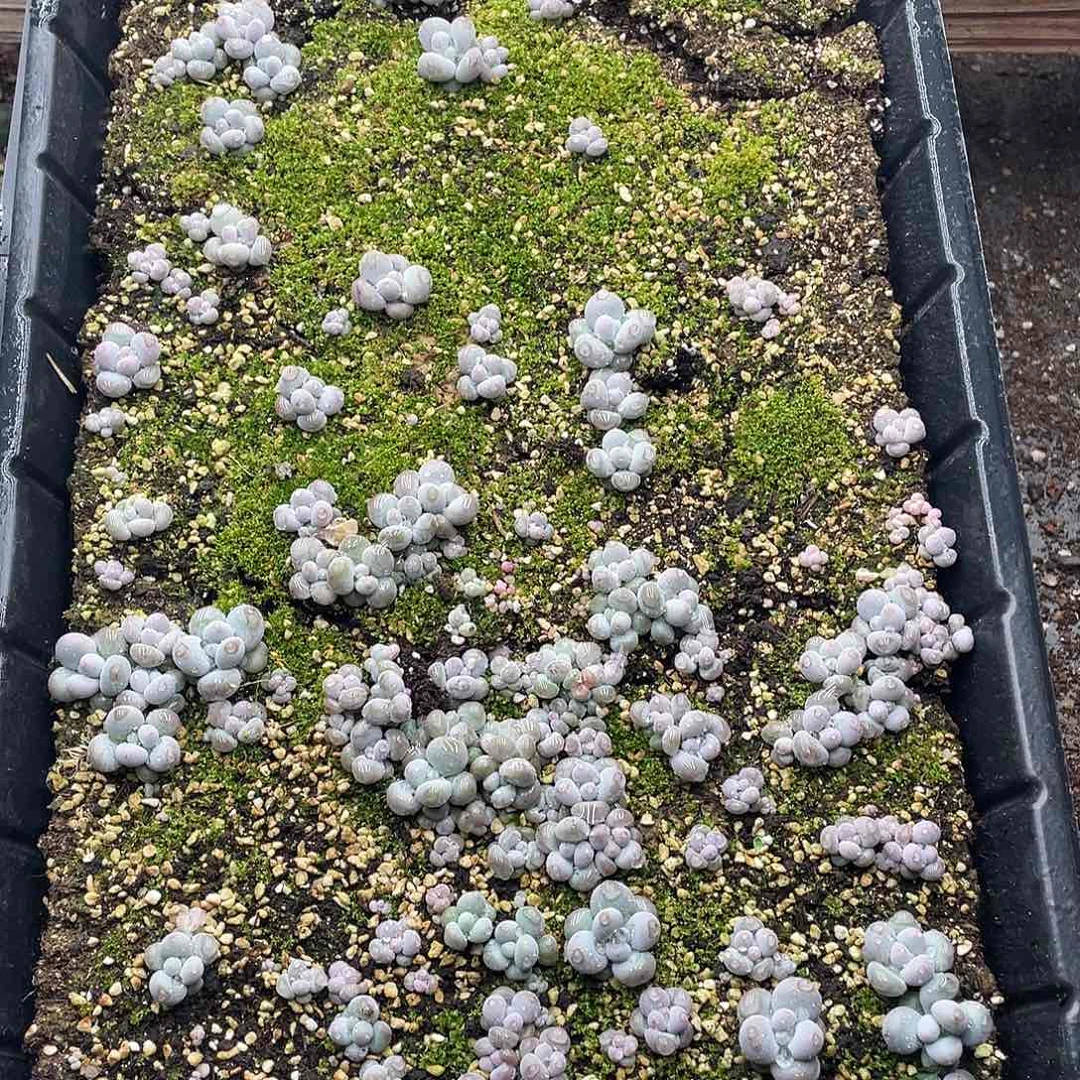 云糖心多肉植物277