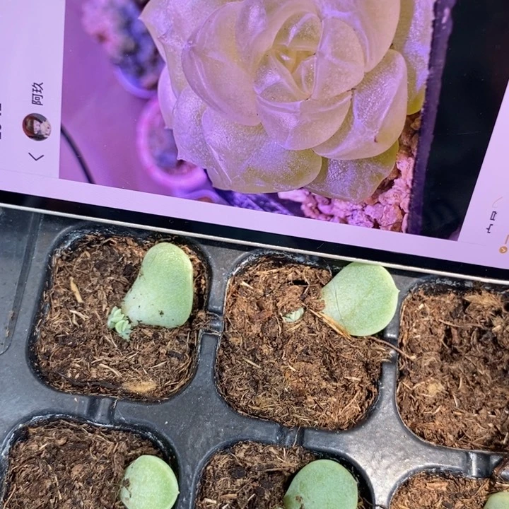 白昼芽苗一个多肉