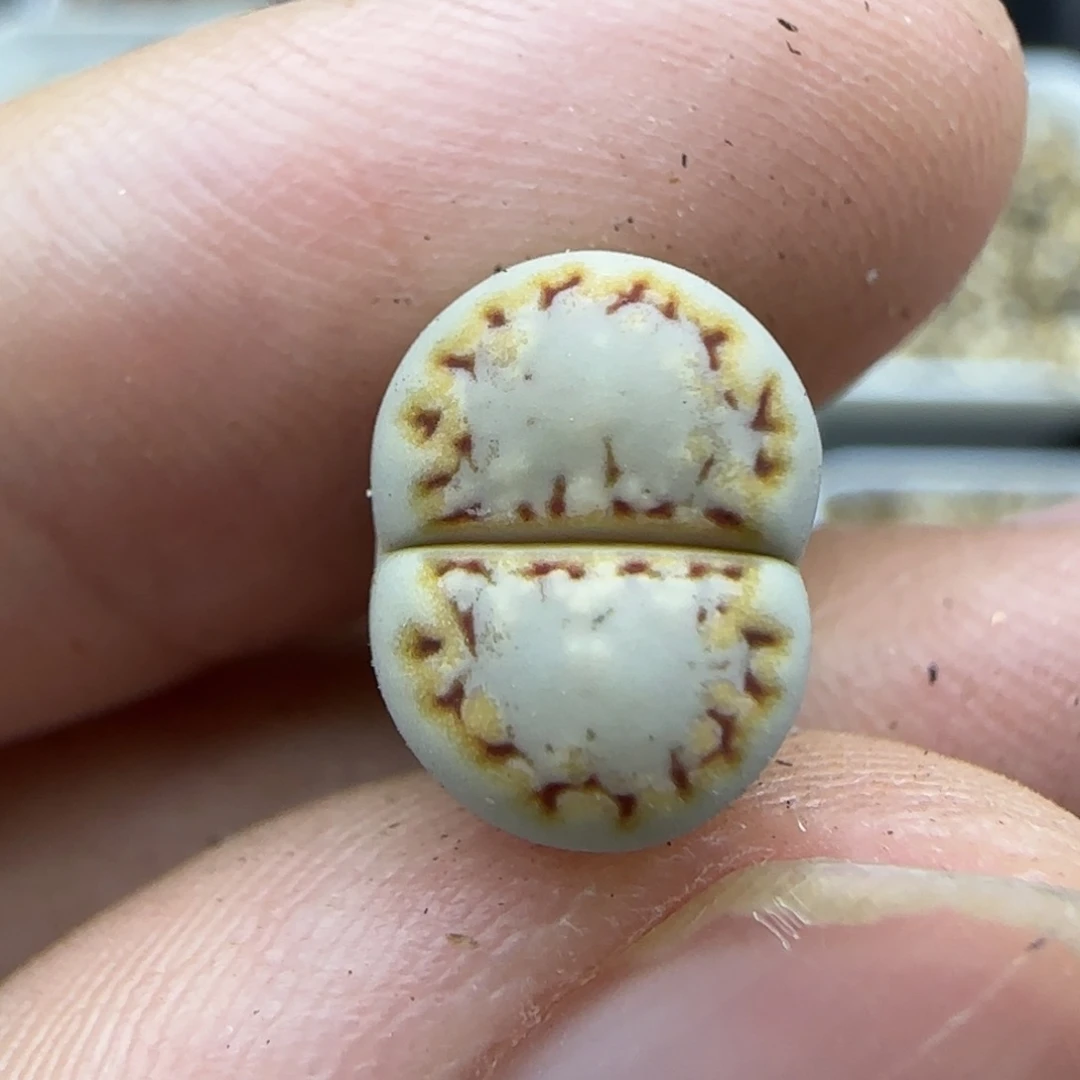 049有干疤特生石花大棚直播