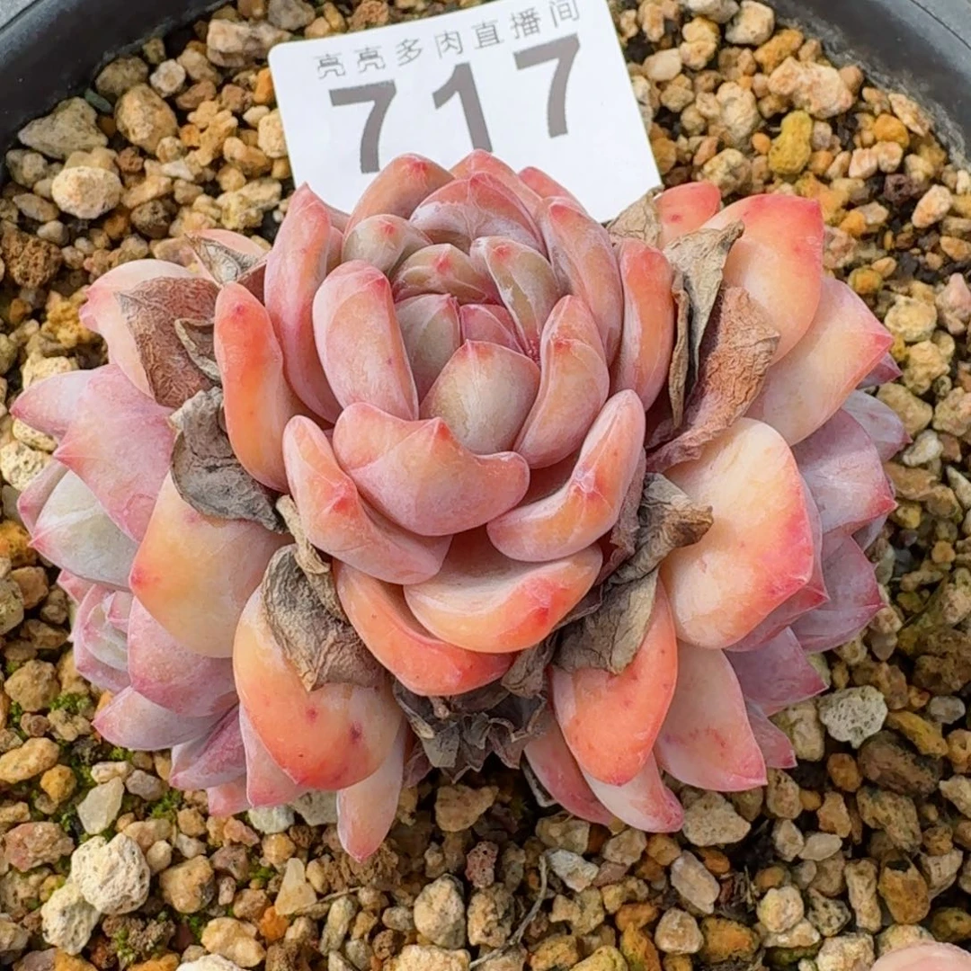 粉星影          摇身一变高富帅，一夜暴富动作快