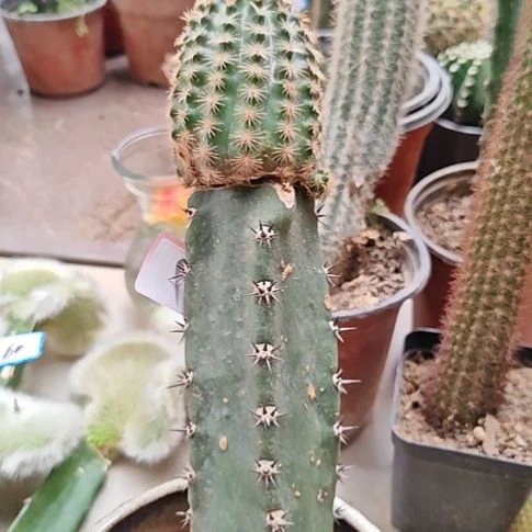 知***！皇冠虾秀普嫁接斑fu57