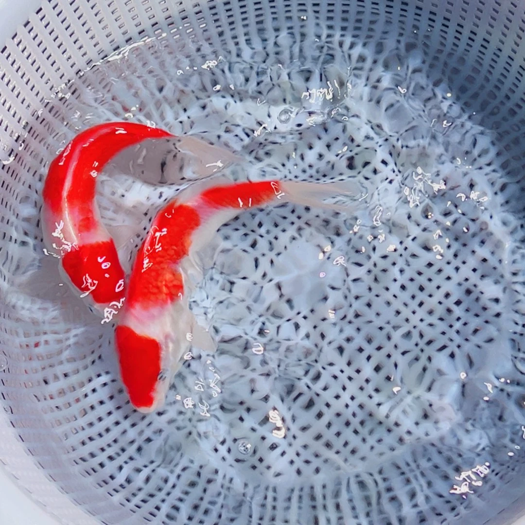 锦鲤锦鲤观赏鱼1111