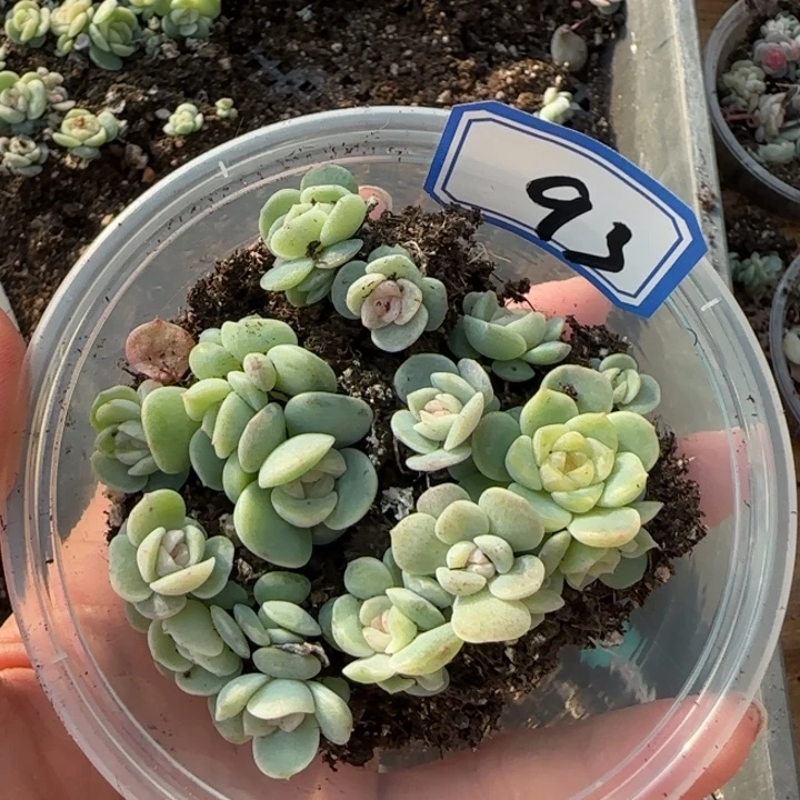 93精品白体珍妮一盘