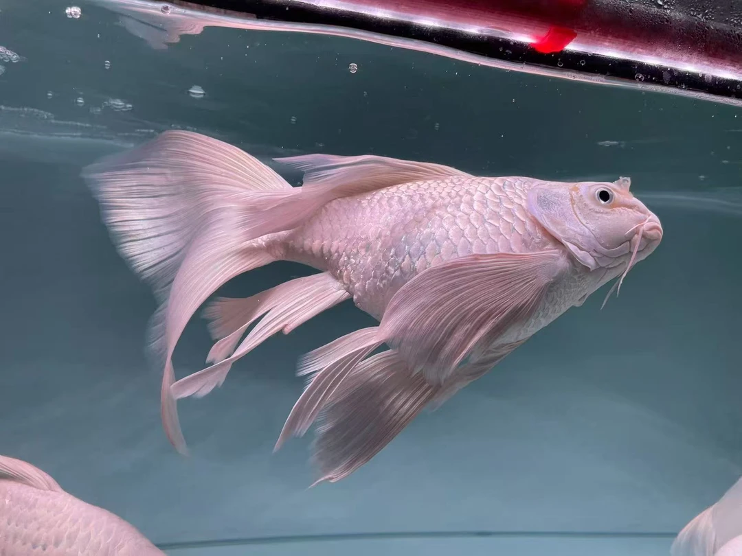 蝴蝶鲤288改价链接