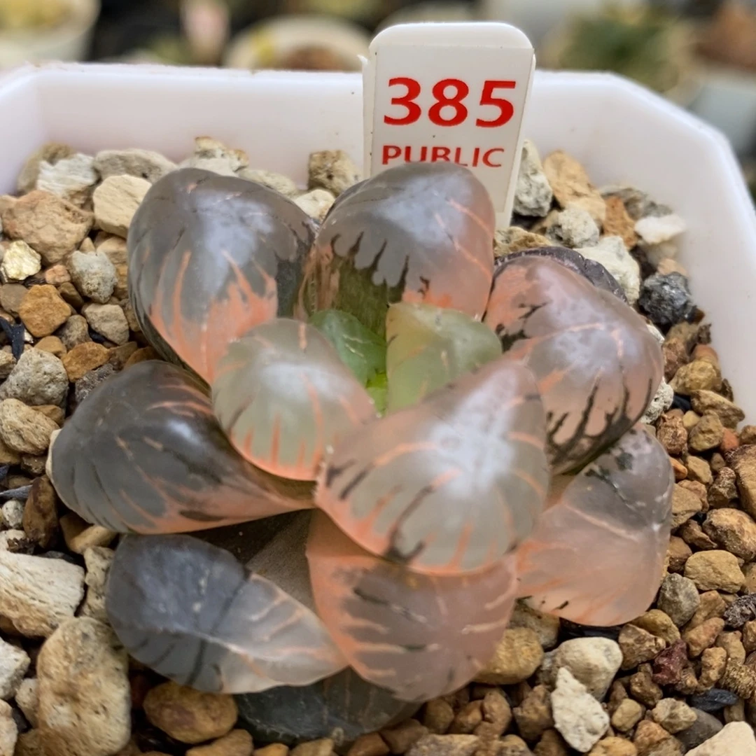 385号孔明灯玉露锦