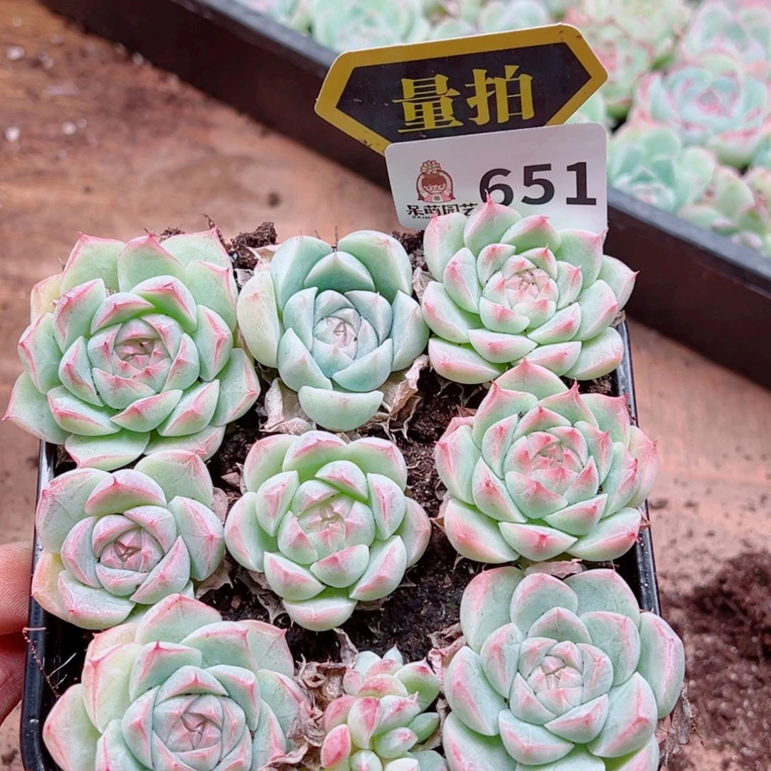 多肉植物多肉植物
