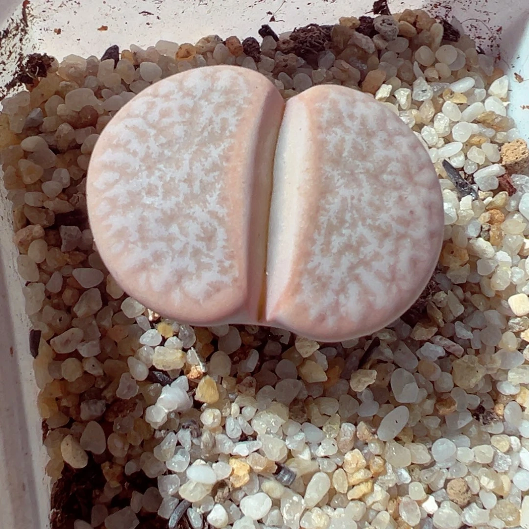 1029-824多肉多肉拿铁