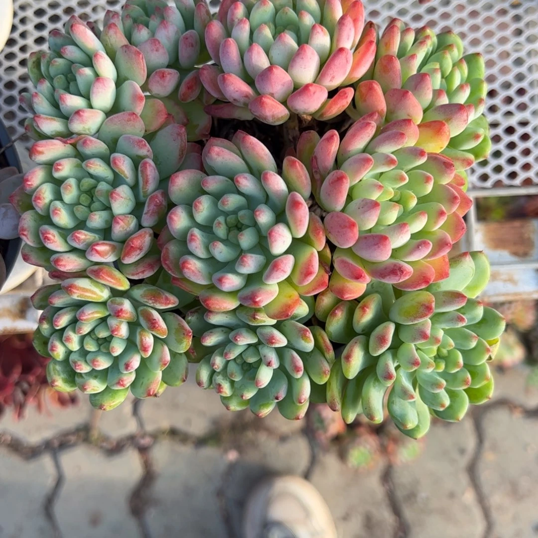 蓝苹果群生多肉植物