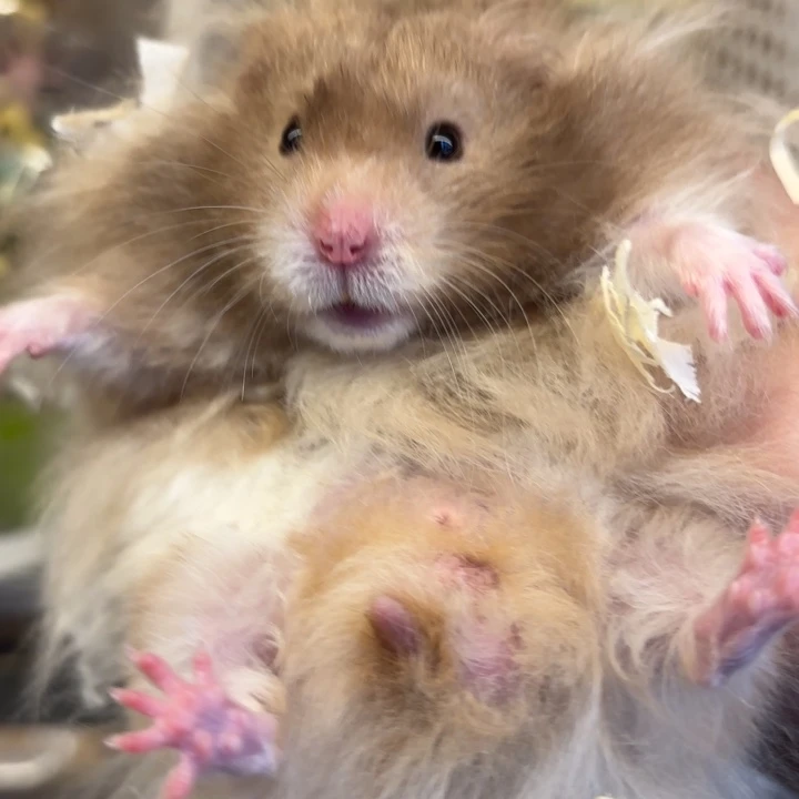 直毛巧波弟弟 4个月