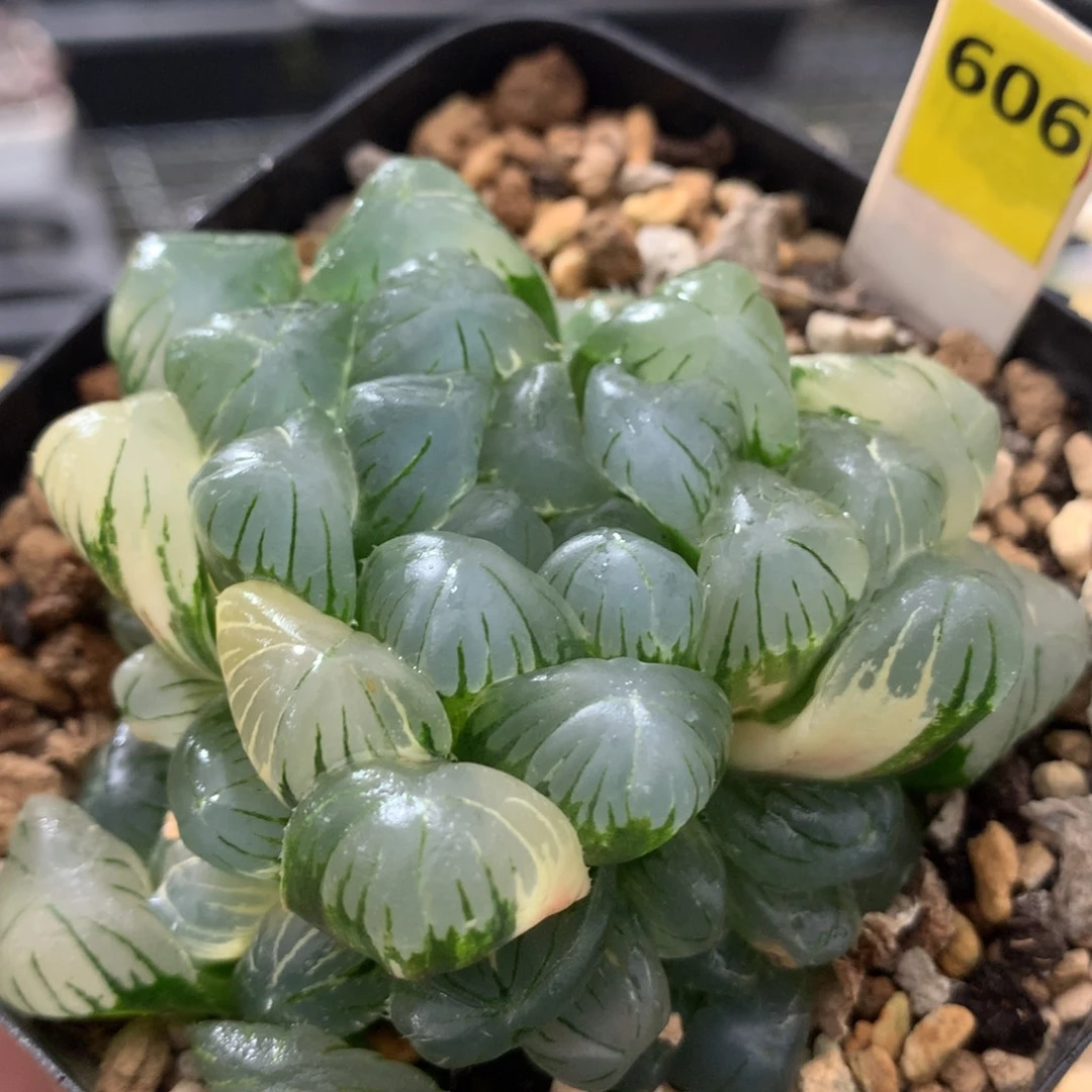 606实生玉露植物多肉