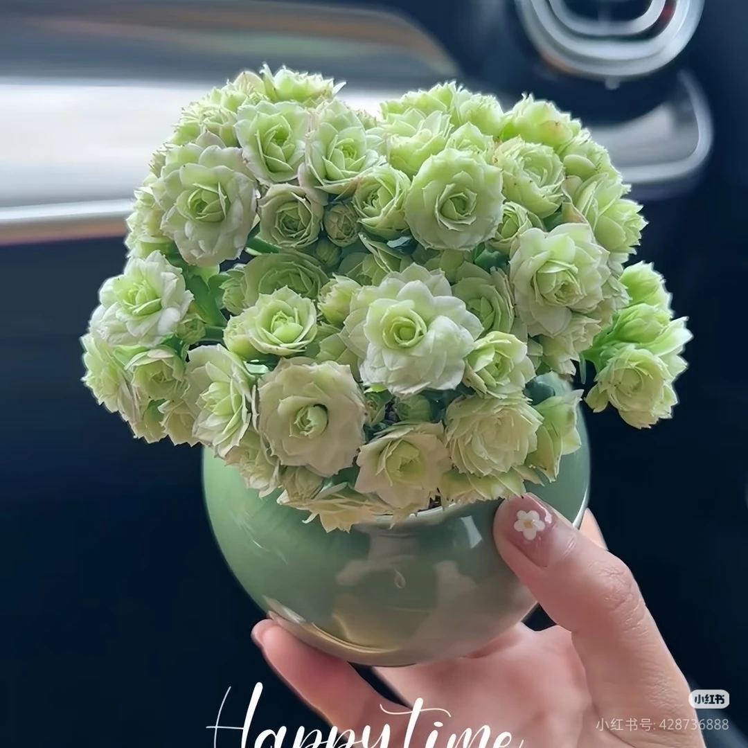 绿巴黎~120盆 【满两颗发货】重瓣大花绿色四季花卉盆栽