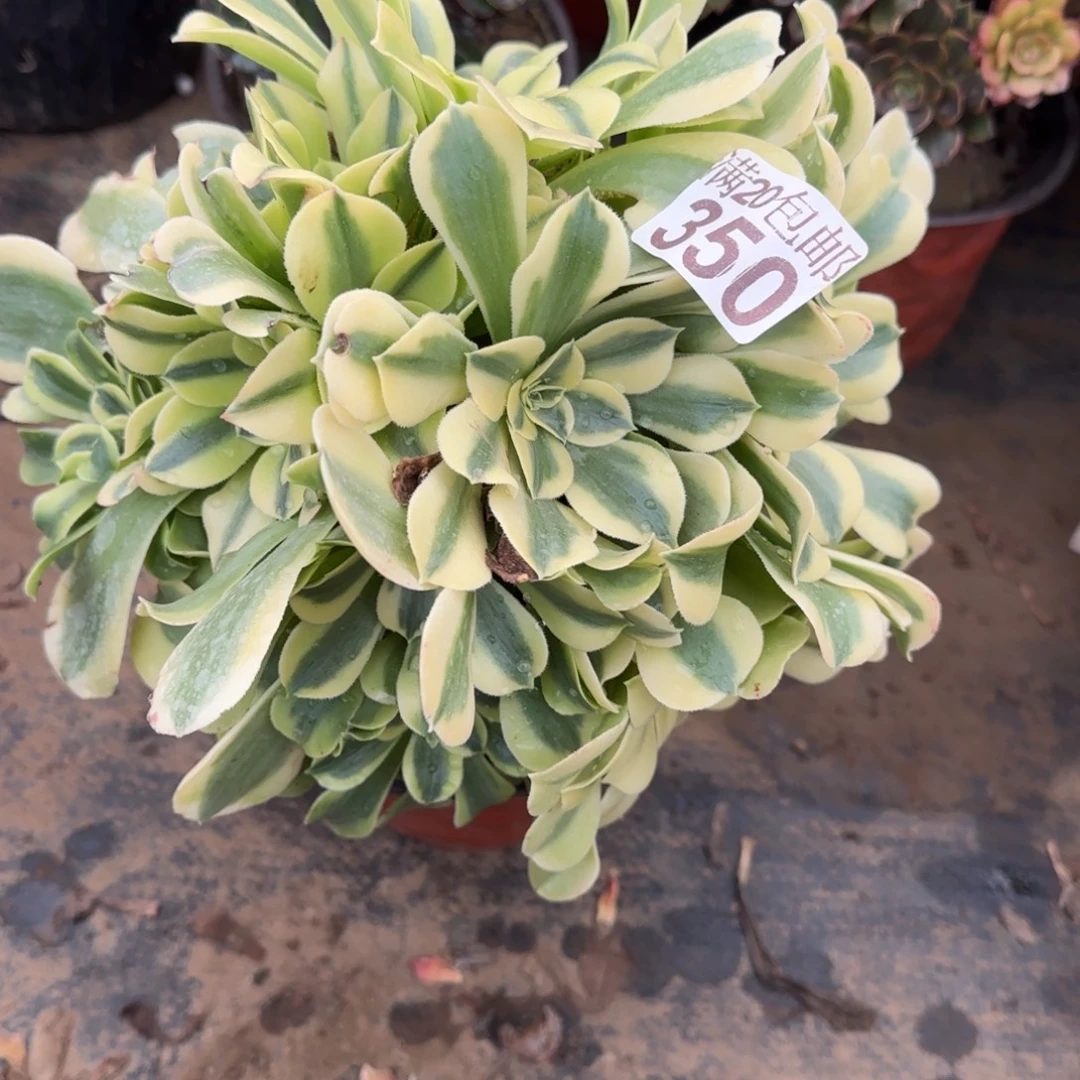 绿豆沙350满20包邮断枝不包