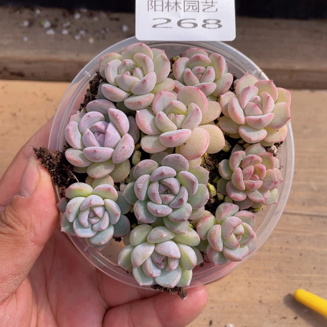 多肉植物多肉植物268