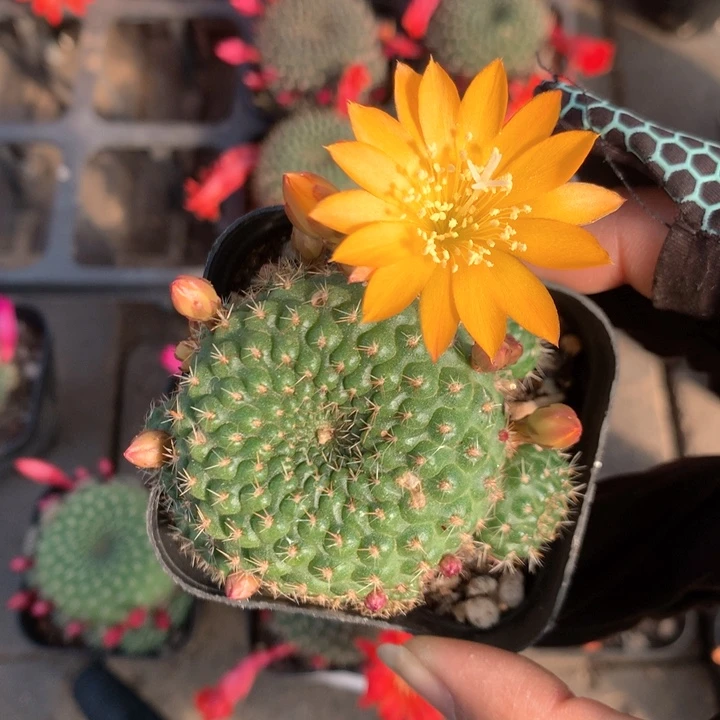 5实生宝山带盆土发货