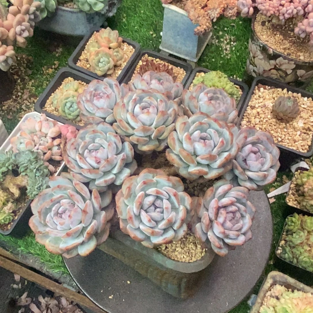 星影老桩精控一头一桩