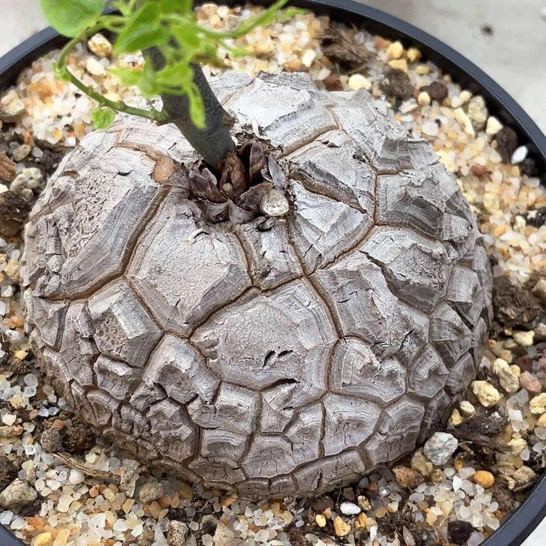 潮流植物白皮大甲南非龟，P67