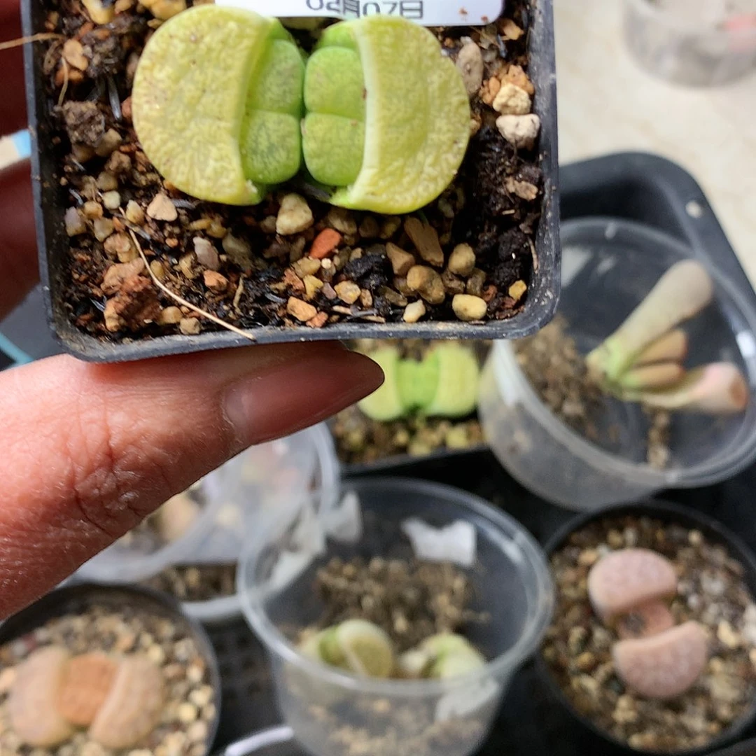 B485多肉植物保护研究所