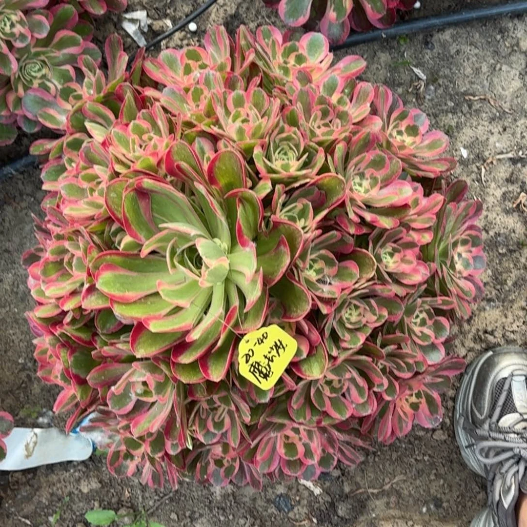 魔***女法师香妃20-40寄养