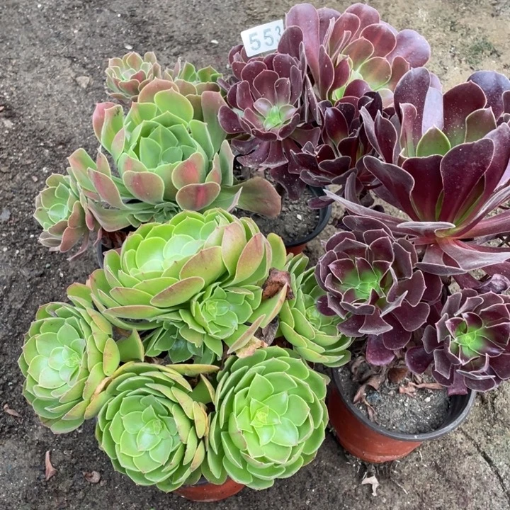咪****法师多肉植物多肉植物