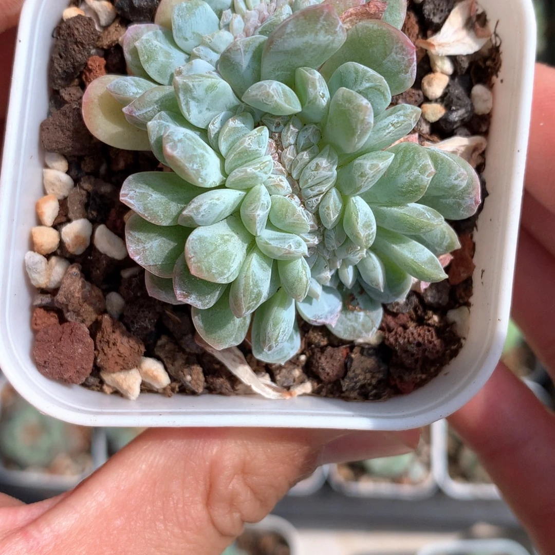 粉色溏心缀化。     5号
