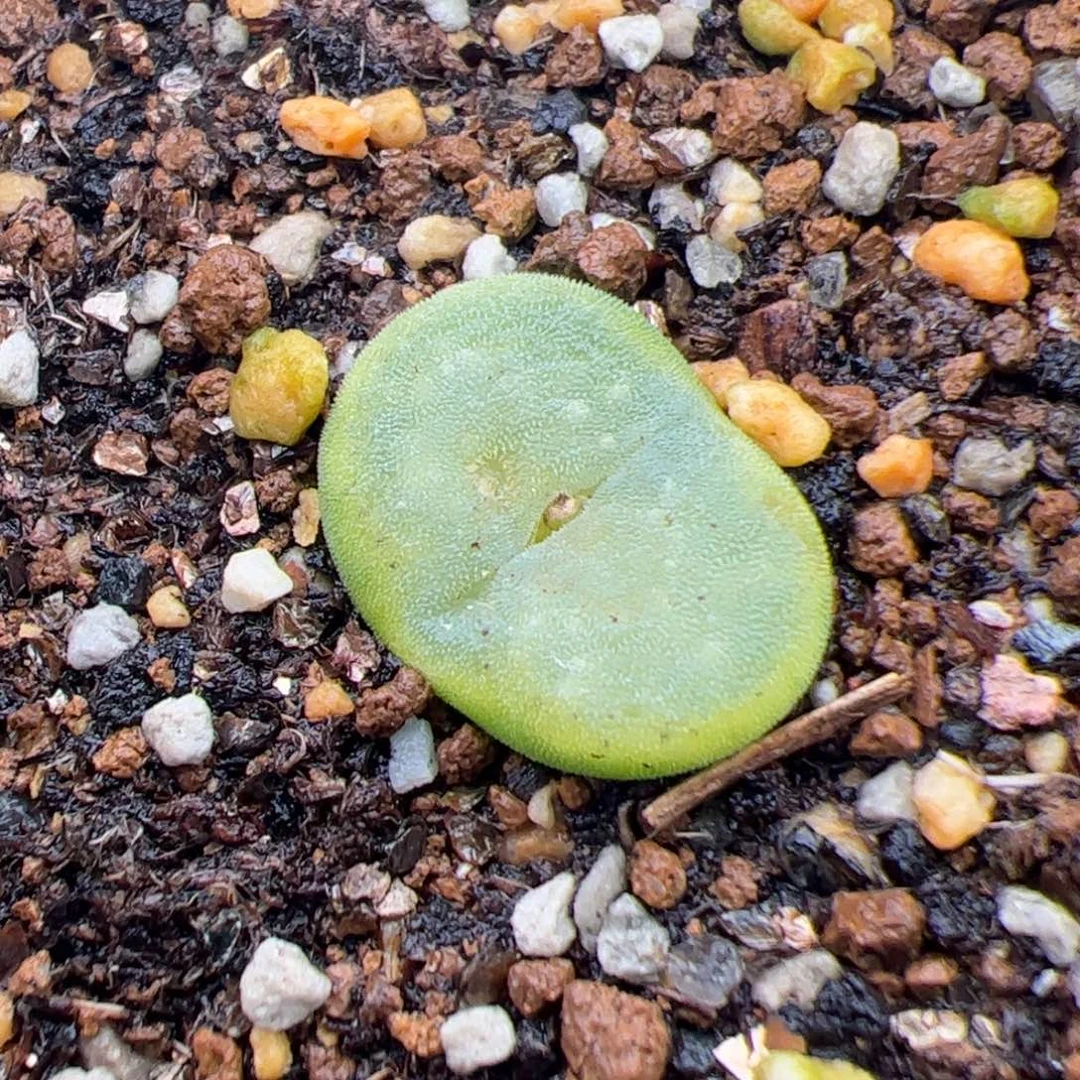 0283号水晶鞋 多肉植物
