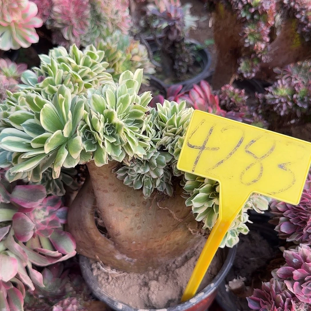 4283--多头多肉植物迈巴赫