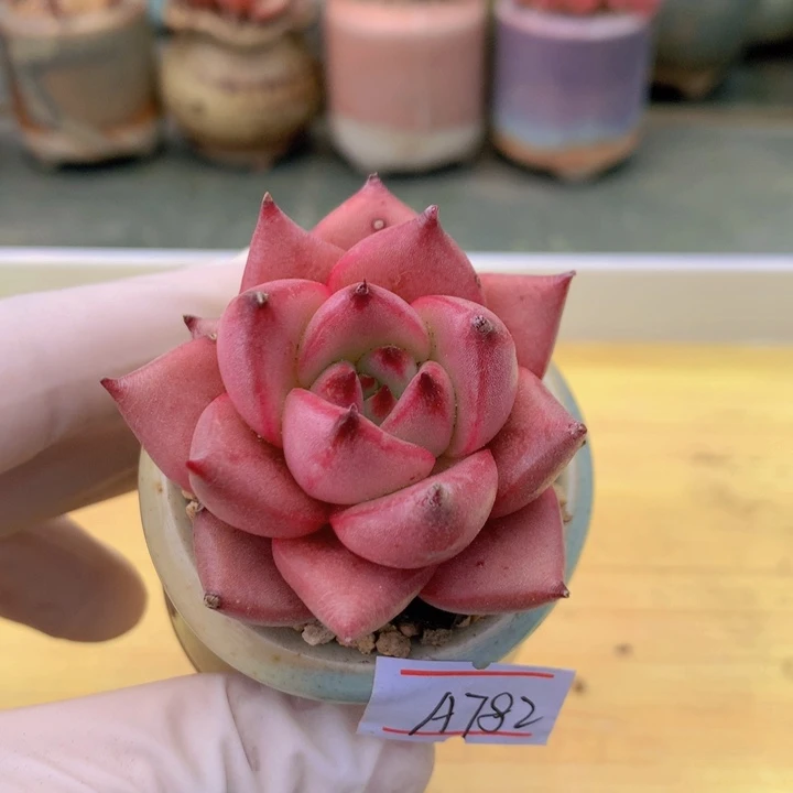 一物一拍满38包邮A782