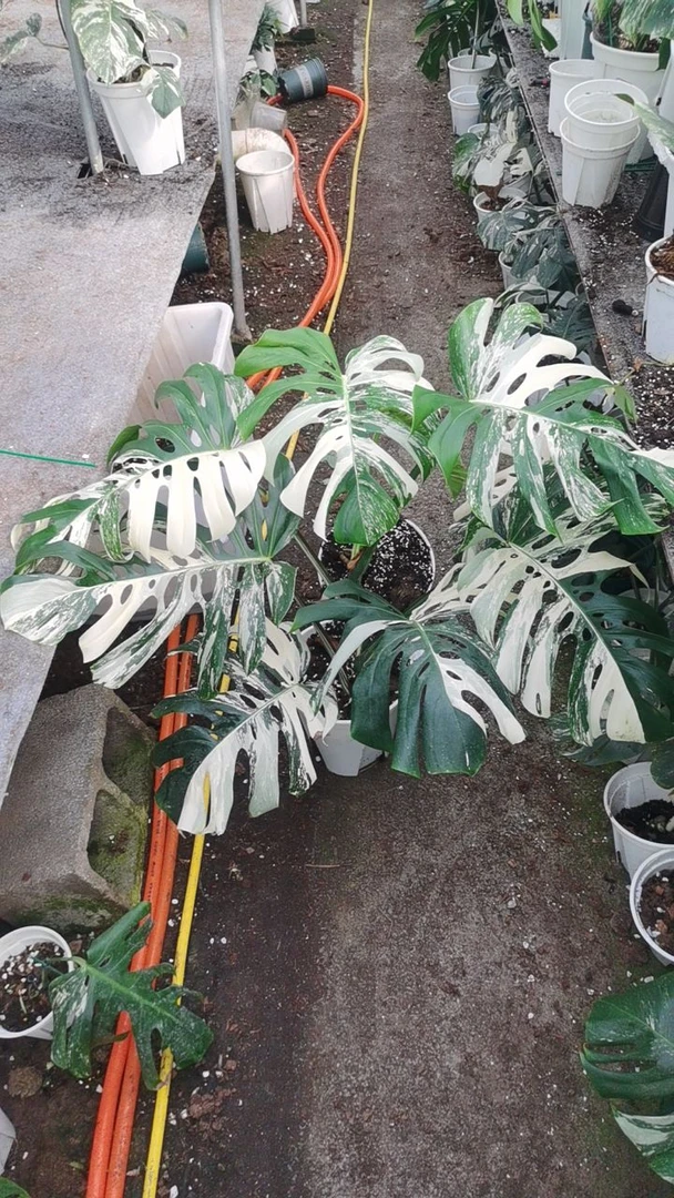 精品白龟一物一拍