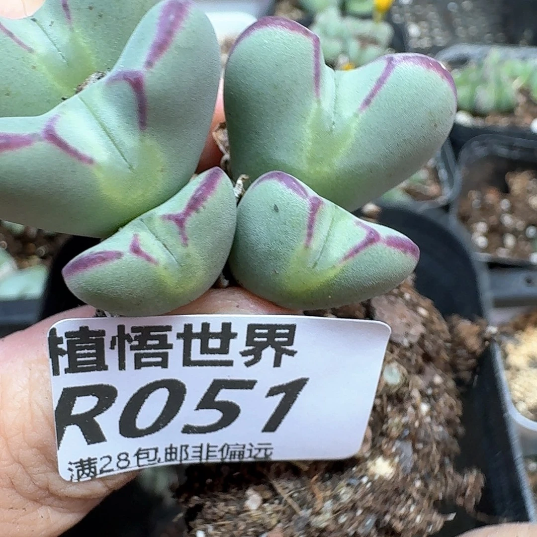 多肉植物的润泽干