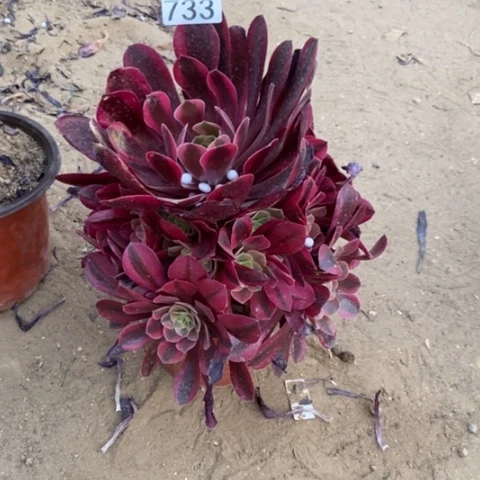 美杜莎捧花一物一拍