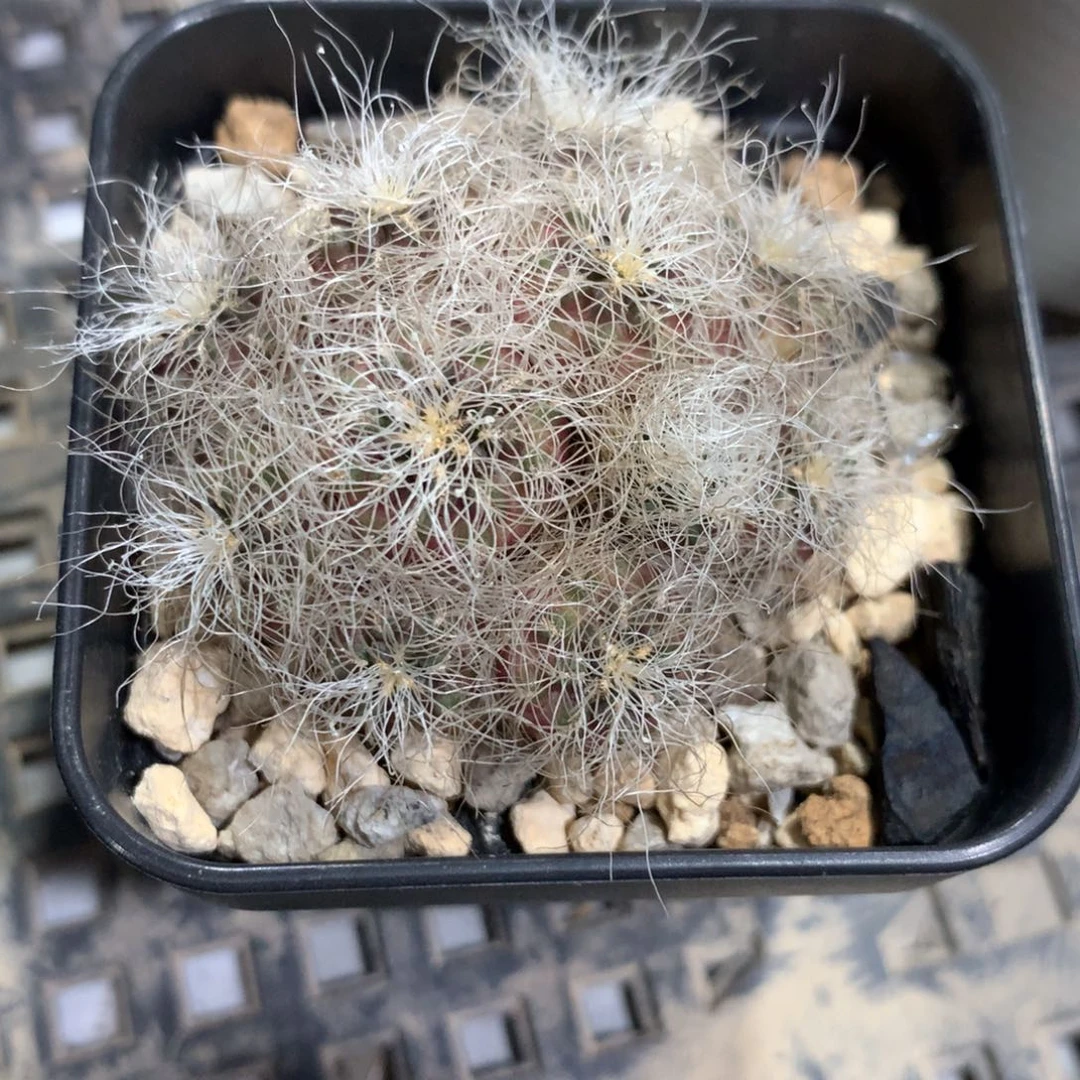 欧系红皮圣丽丝群4.8cm