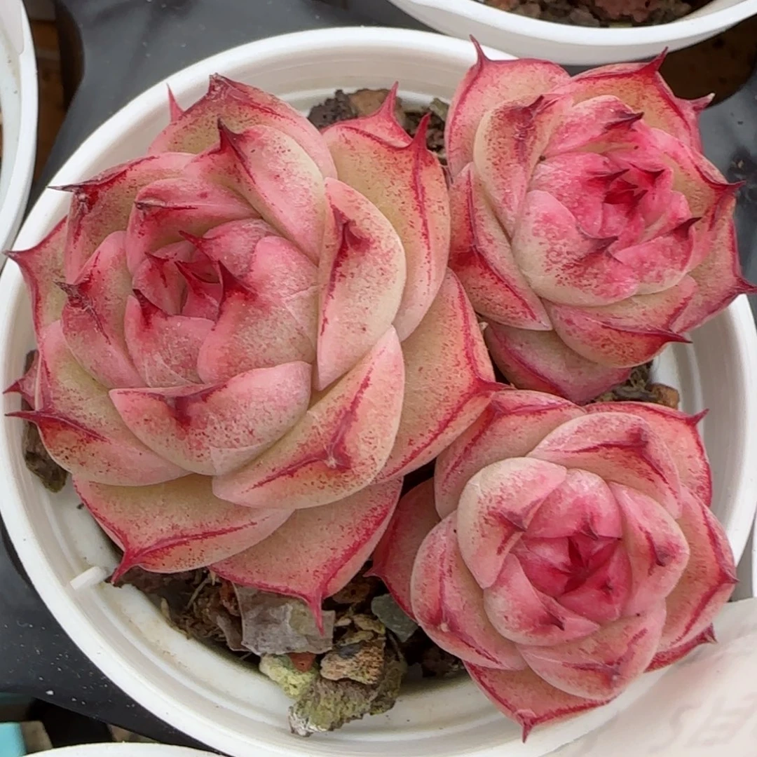 花语逸镜0207-298