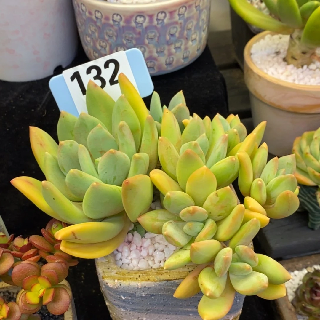 海洋之歌多肉植物盆栽