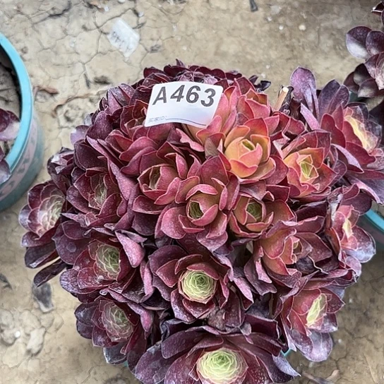 魅金玫瑰法师朵朵8-1