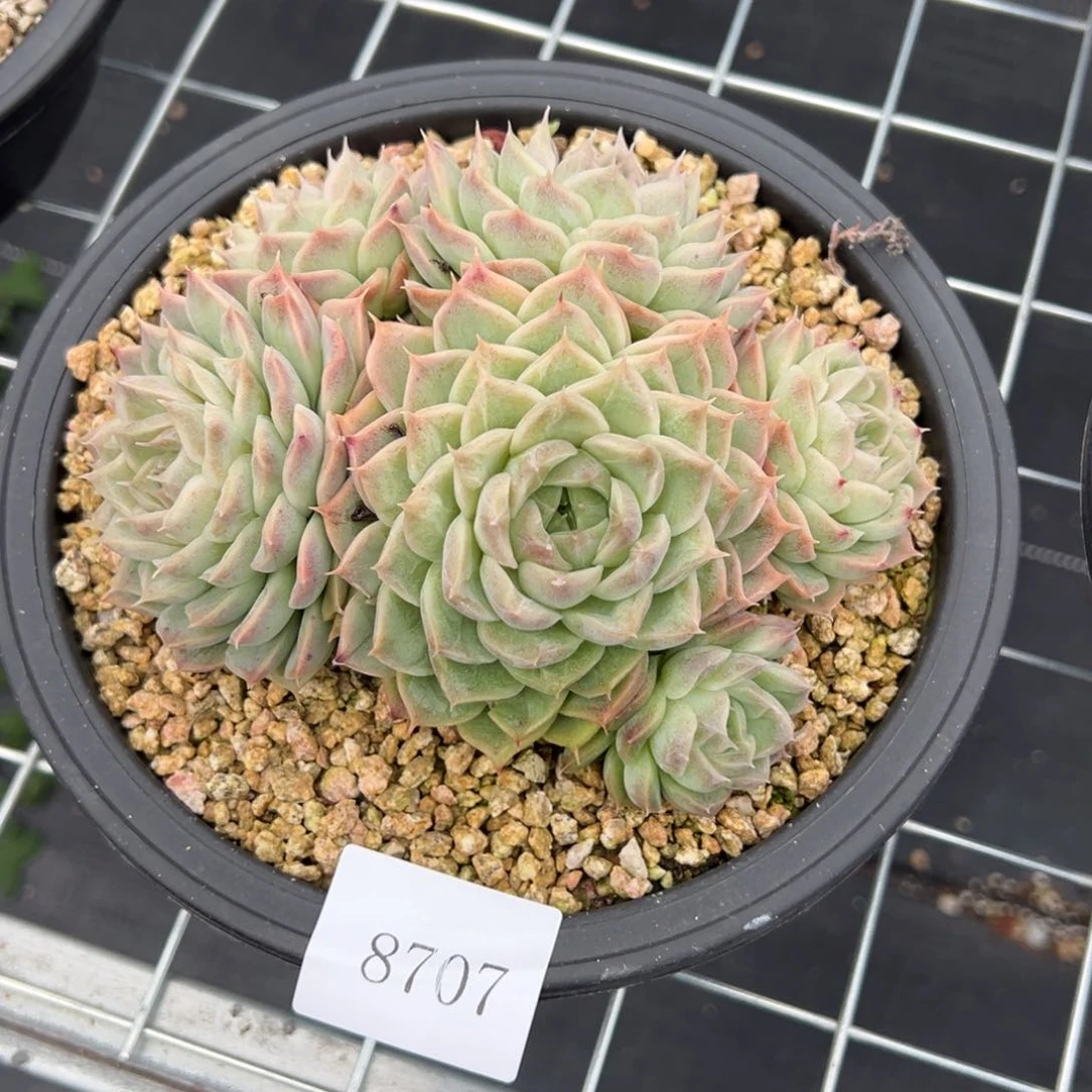 S****g8707多肉多多多多多