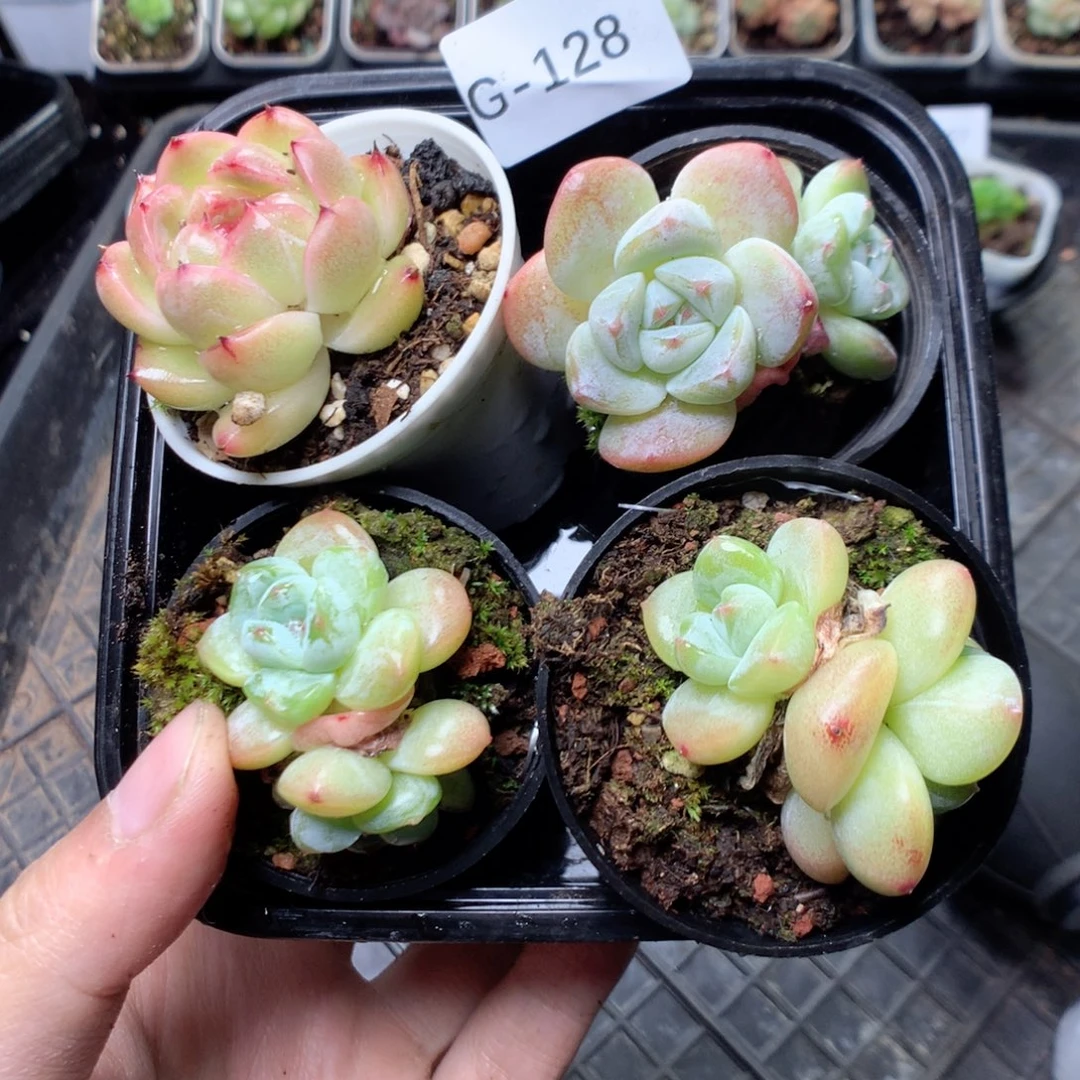 无花朵G128yyyyyyyy