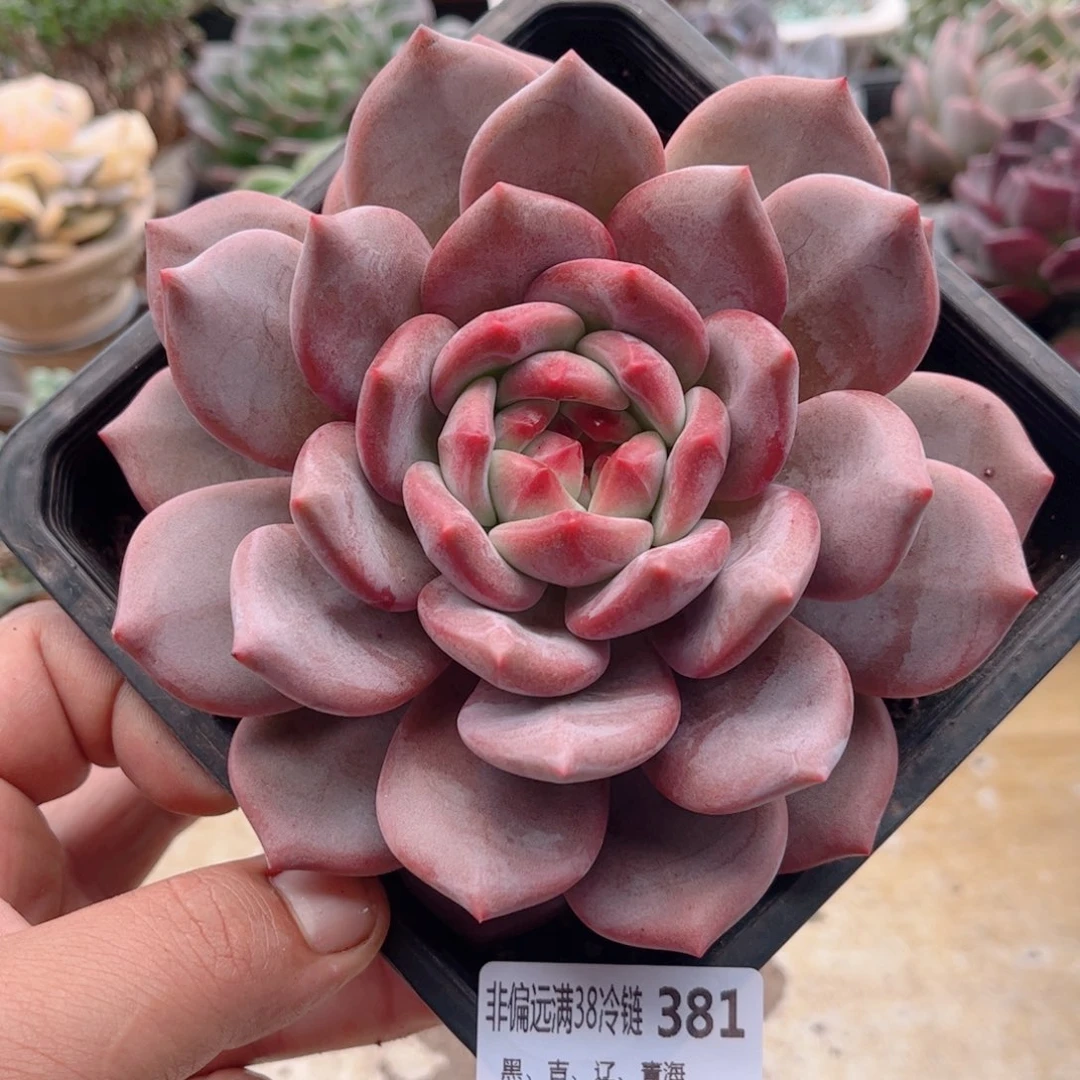 381凌雪德华多肉