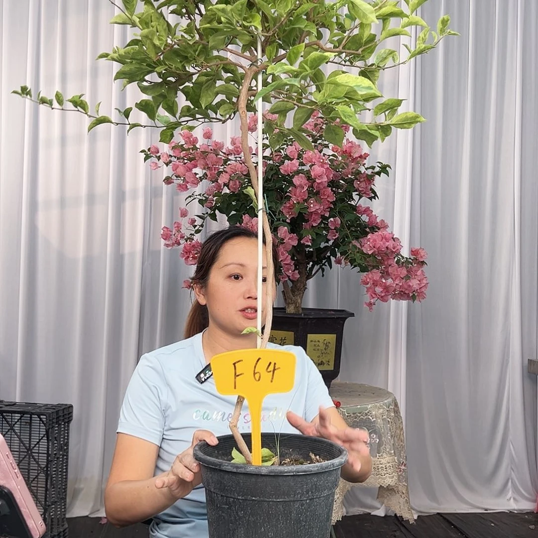 兵***燕大部分开放少量花苞F64金边丽那