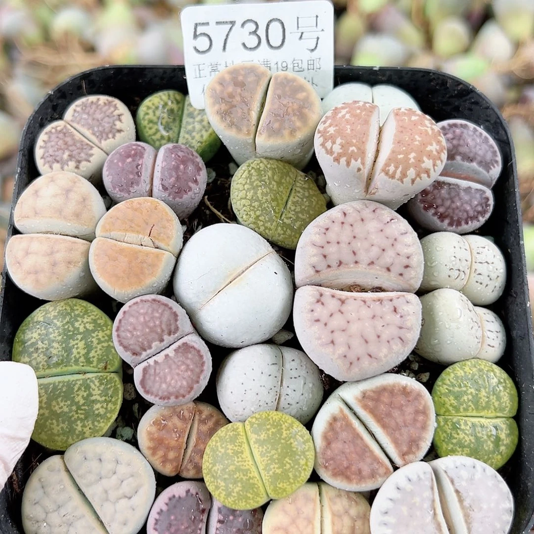 5730 好养易活生石花大母本10cm盆个别长腿了特价