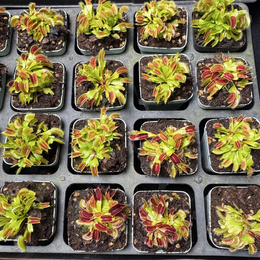 【捕蝇草小苗】食虫植物吃苍蝇蚊子趣味室内绿植花卉办公室盆栽好养