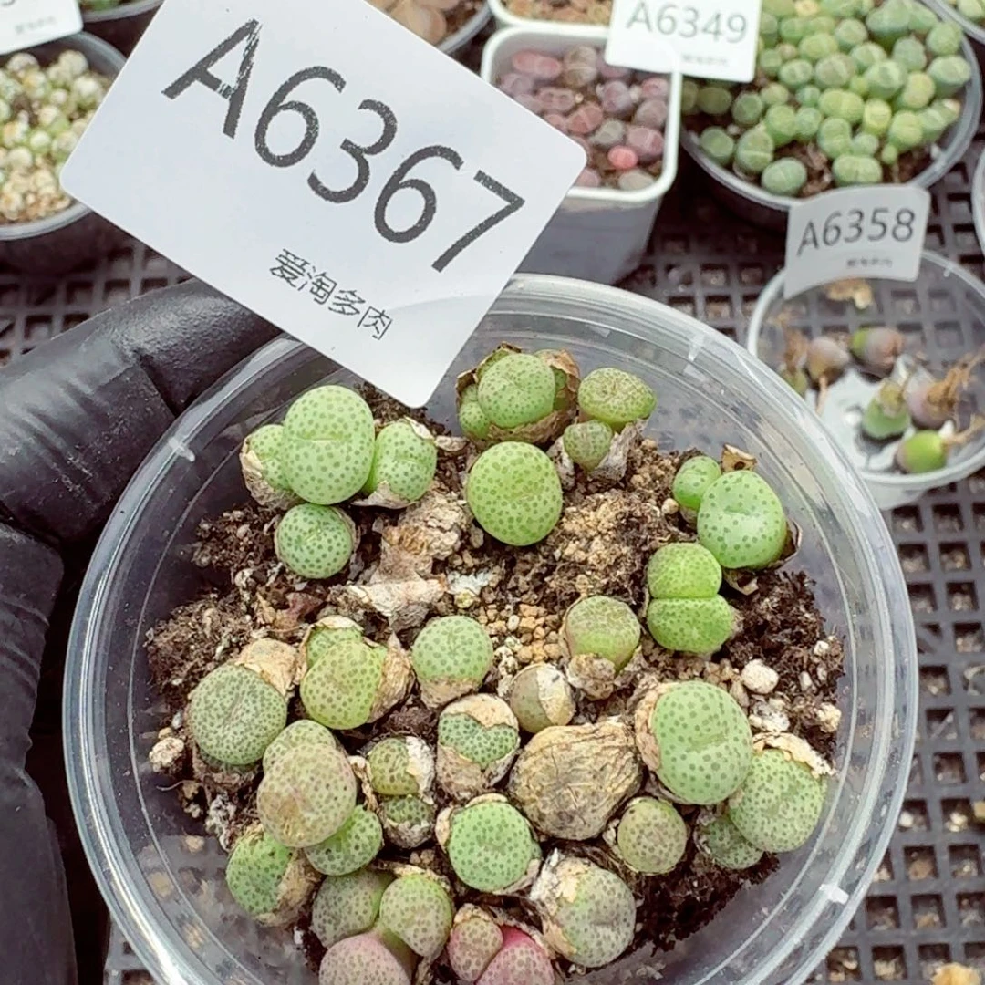 6367—生石花 饿 生石花